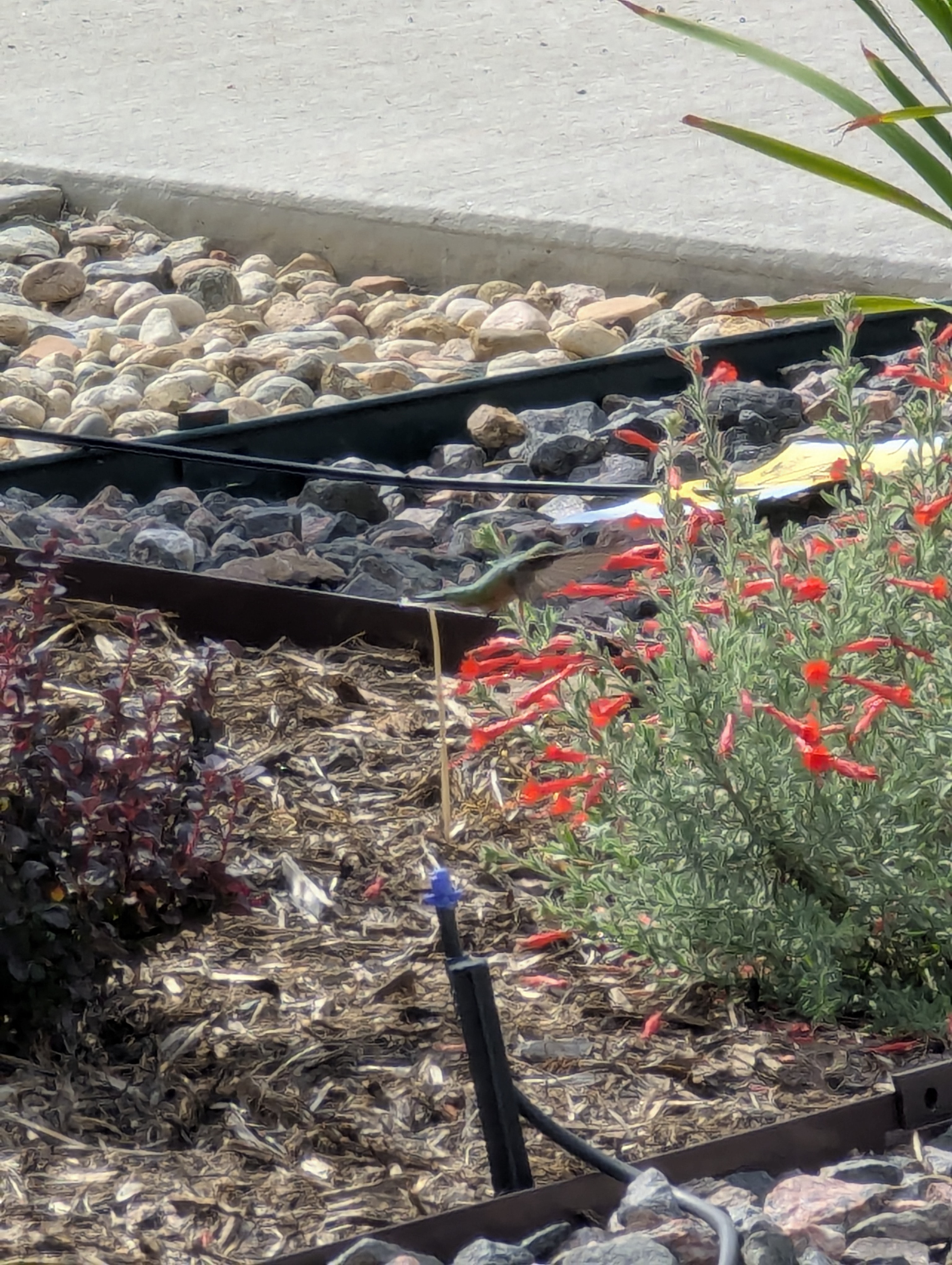 hummingbird, agastache, Morrison, Colorado